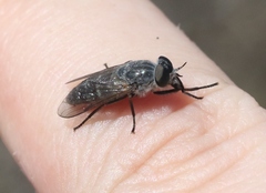 Apatolestes comastes