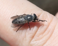 Apatolestes comastes