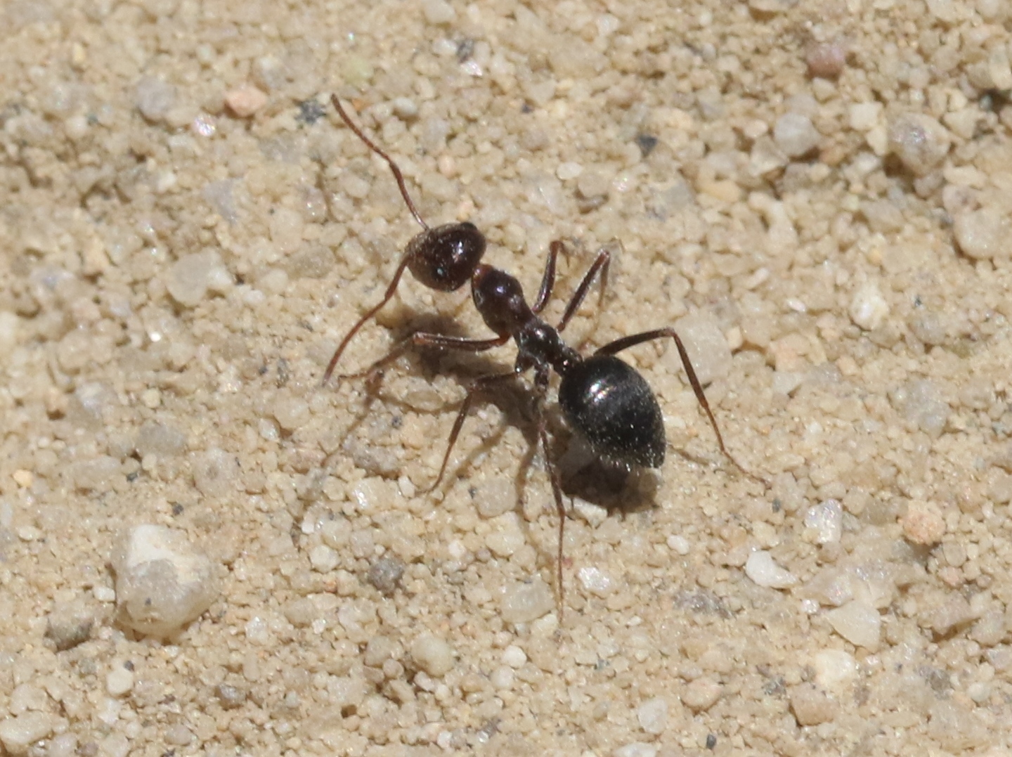 Myrmecocystus mimicus