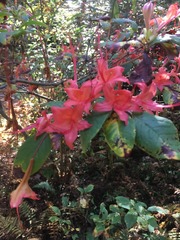 Rhododendron prunifolium