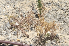 Dudleya multicaulis