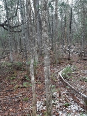 Fraxinus nigra image