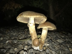 Basidiomycota