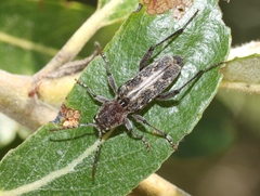 Xylotrechus nauticus