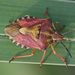 Black-shouldered Shieldbug - Photo (c) djhiker, some rights reserved (CC BY-NC), uploaded by djhiker