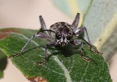 Xylotrechus nauticus