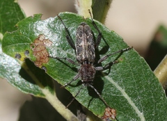 Xylotrechus nauticus