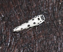 Ethmia sphaerosticha