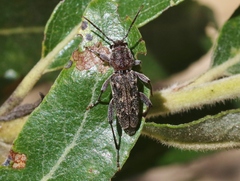 Xylotrechus nauticus