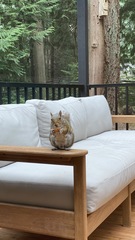 Sciurus carolinensis