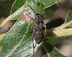 Xylotrechus nauticus