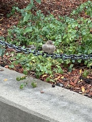 Passer domesticus