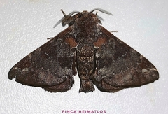 Apatelodidae
