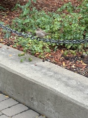 Passer domesticus