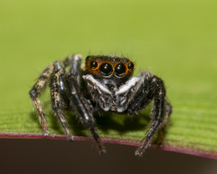 Hasarius adansoni