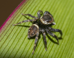 Hasarius adansoni