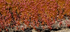 Crassula aphylla