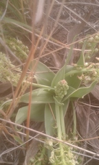 Ledebouria asperifolia