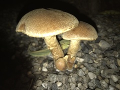 Basidiomycota