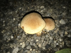 Basidiomycota