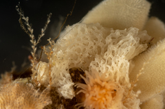 Brattegardia nanseni