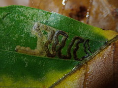 Stigmella tityrella