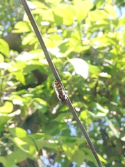 Austroscaeva melanostoma