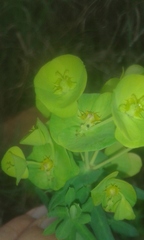 Euphorbia striata