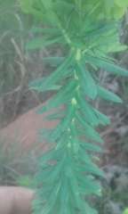 Euphorbia striata