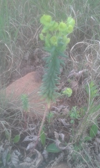 Euphorbia striata
