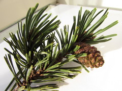 Pinus uncinata uliginosa