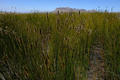 Askidiosperma nitidum