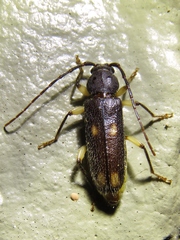 Tylonotus bimaculatus