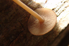 Collybiopsis dichroa