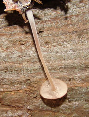 Collybiopsis dichroa