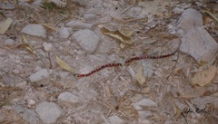 Lampropeltis polyzona