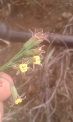 Tulbaghia leucantha