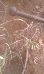 Tulbaghia leucantha