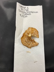 Lactifluus hygrophoroides