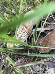 Lactifluus hygrophoroides
