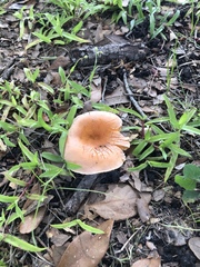 Lactifluus hygrophoroides