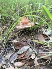 Lactifluus hygrophoroides