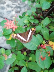 Adelpha fessonia