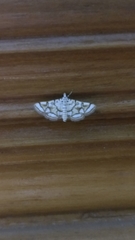 Elophila scitalis