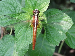 Rhodothemis rufa