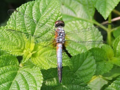 Brachydiplax chalybea