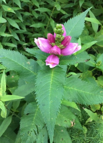 Chelone lyonii