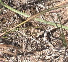 Cerocala vermiculosa