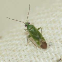 Orthotylinae