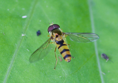 Meligramma cincta